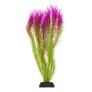Mayaca - Pink Tip - Plant - 11"