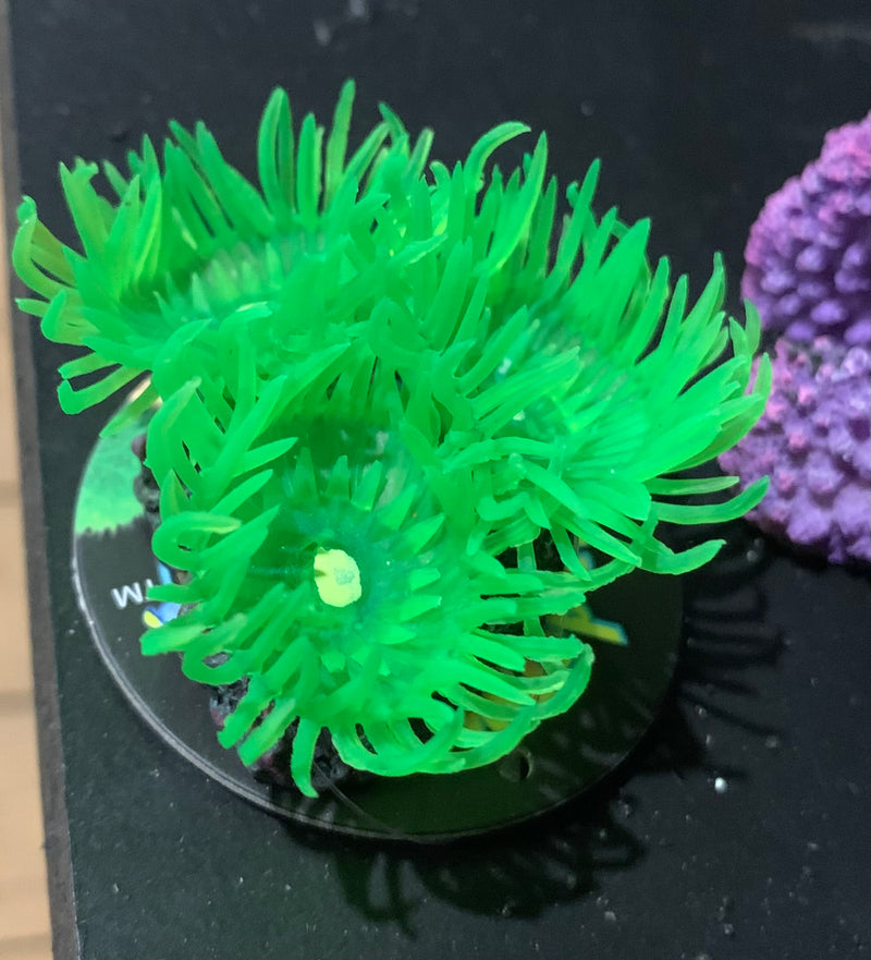 Mini Sun Polyp Aquarium Ornament