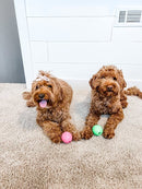 Nylabone Power Play Gum a Ball for Dogs l Enrichment Dog Toys for The Ultimate Playtime Experience