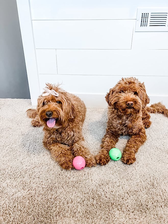 Nylabone Power Play Gum a Ball for Dogs l Enrichment Dog Toys for The Ultimate Playtime Experience