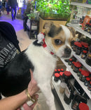 OUTWARD HOUND HOLIDAY BELL COLLAR SMALL