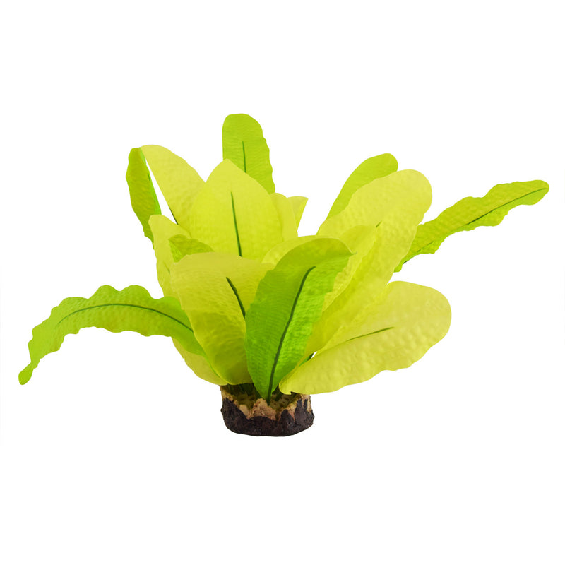 Ocean Sword - Green - Aquarium Plant