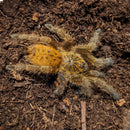 TARANTULA (PTERINOCHILUS MURINUS) 1″ RED COLOUR FORM “ORANGE BABOON”