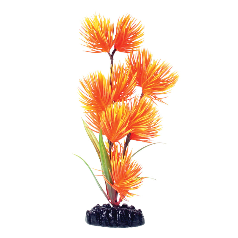 Orange Yellow Conifer - 8"