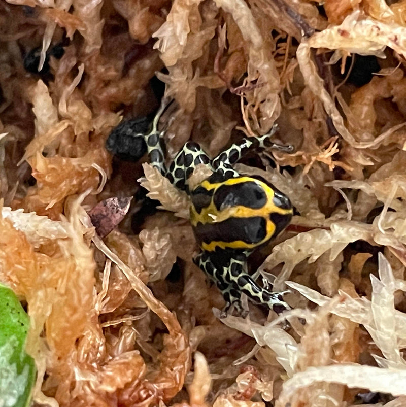 Pasco Dart Frog -  (Ranitomeya sirensis)