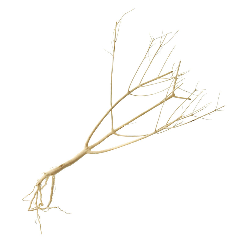 Photinia Wood - Medium - Aquascaping Decor