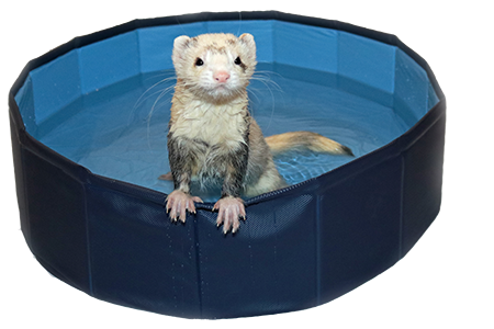 Marshall Ferret 24" Swimming Pool - Portable - Easy to Set Up