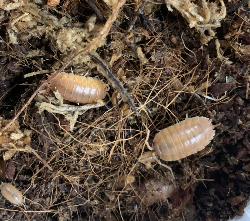 Orange isopods - Porcellio laevis - 12+