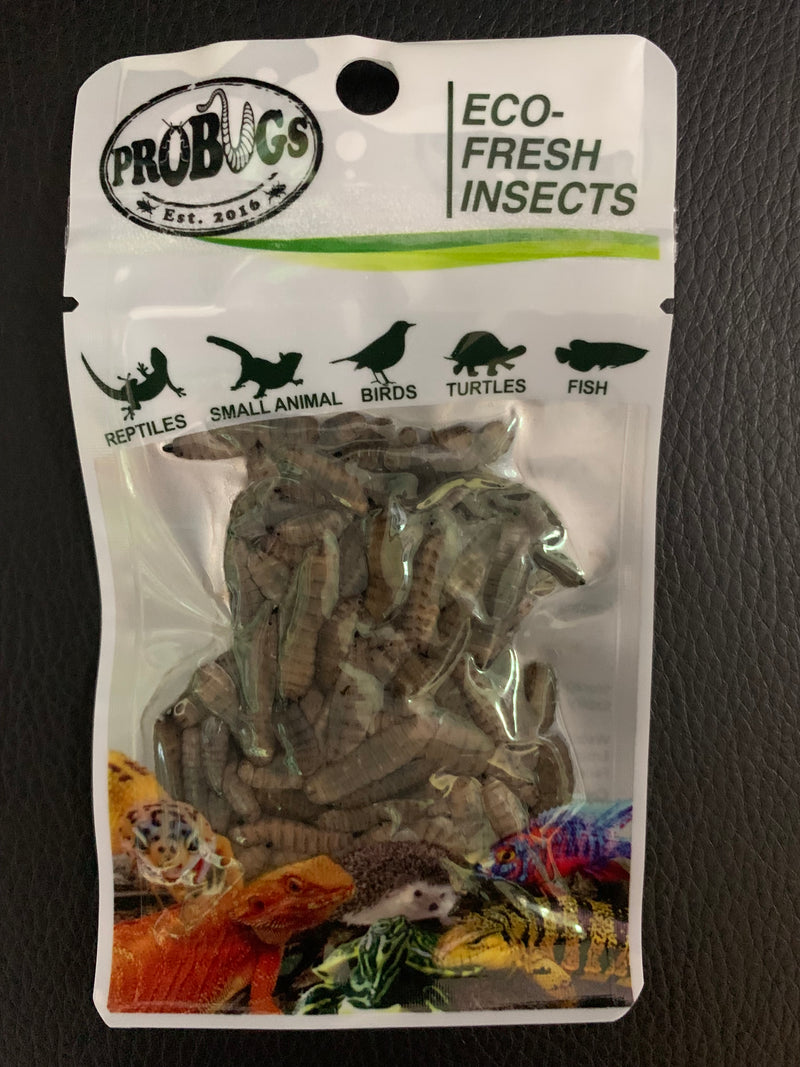 ProBugs Eco-Fresh Insects - Black Soldier Fly Larvae - BSFL - 20g