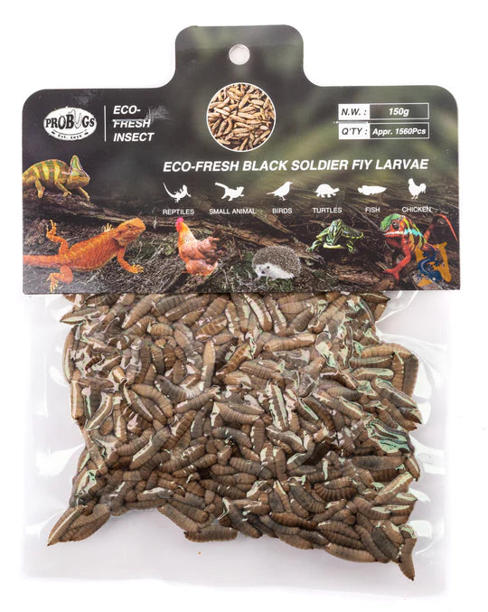 ProBugs Eco-Fresh Insects - Black Soldier Fly Larvae - BSFL - 150g