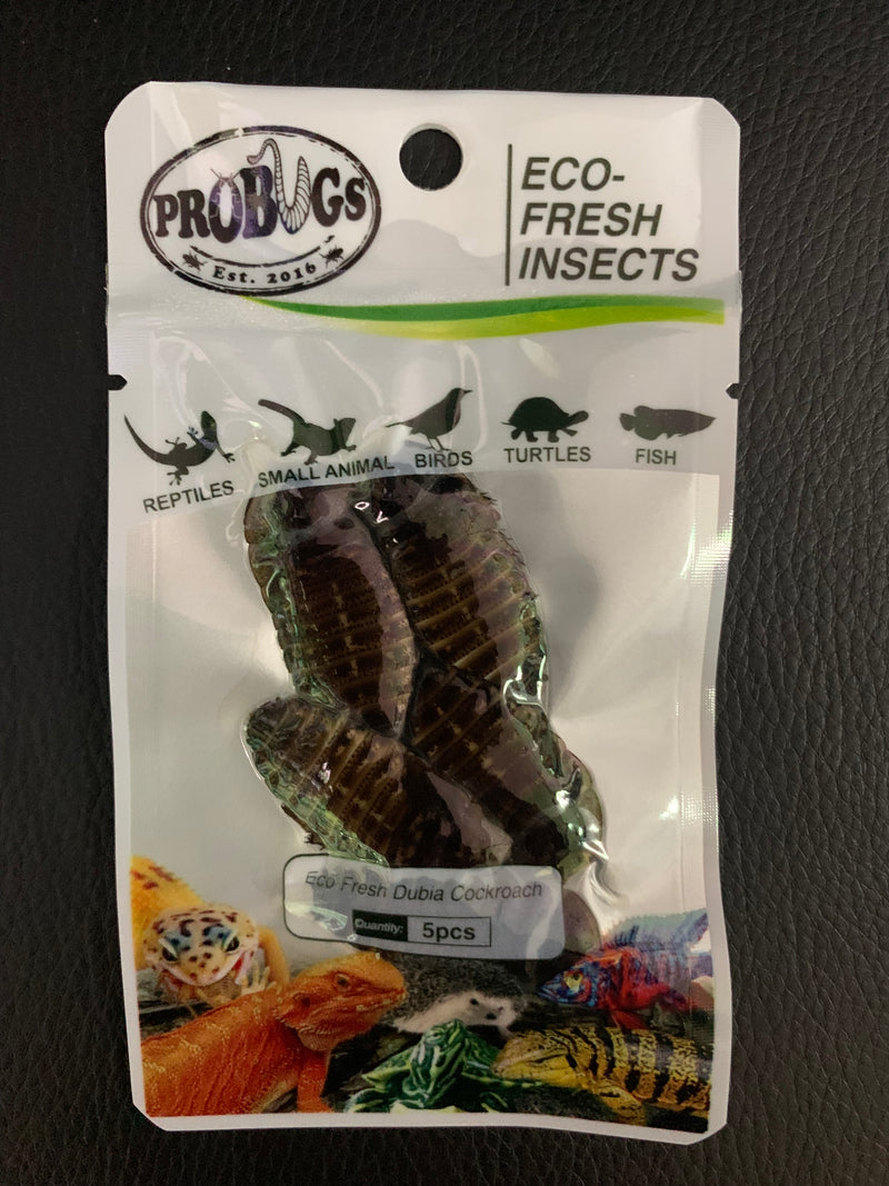 ProBugs Eco-Fresh Insects - Dubia Cockroaches - 5 Pcs.