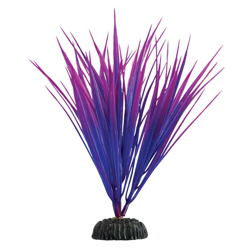 Purple Nile Grass - 7.5"