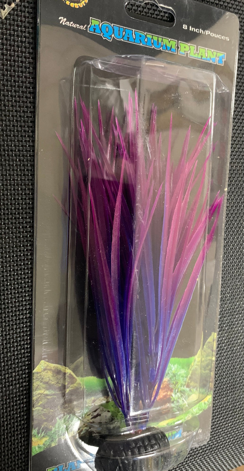 Purple Nile Grass - 7.5"