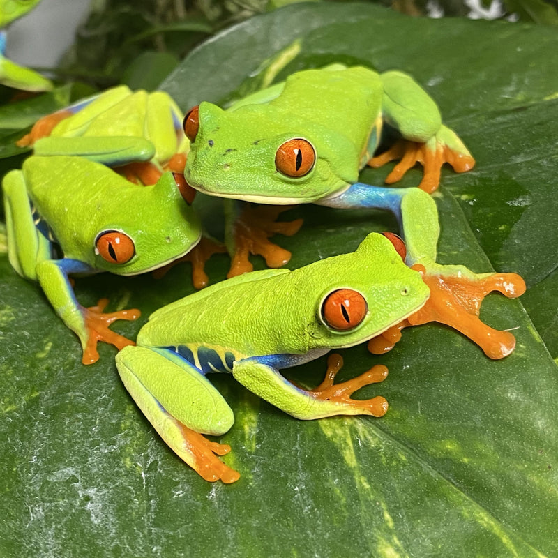 Red Eye Tree Frog