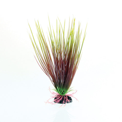 Red / Green Hairgrass - 8"