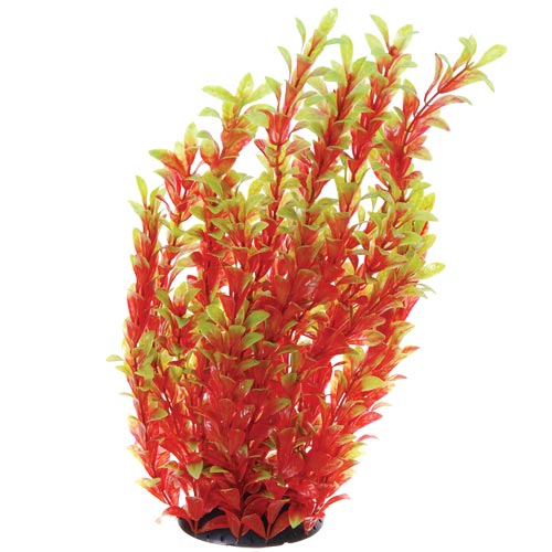 Red Ludwigia - 16"