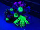 Reef Cave - Style B- Aquarium Ornament - GLOWS - Saltwater Decoration