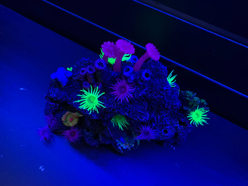 Reef Cave - Style B- Aquarium Ornament - GLOWS - Saltwater Decoration