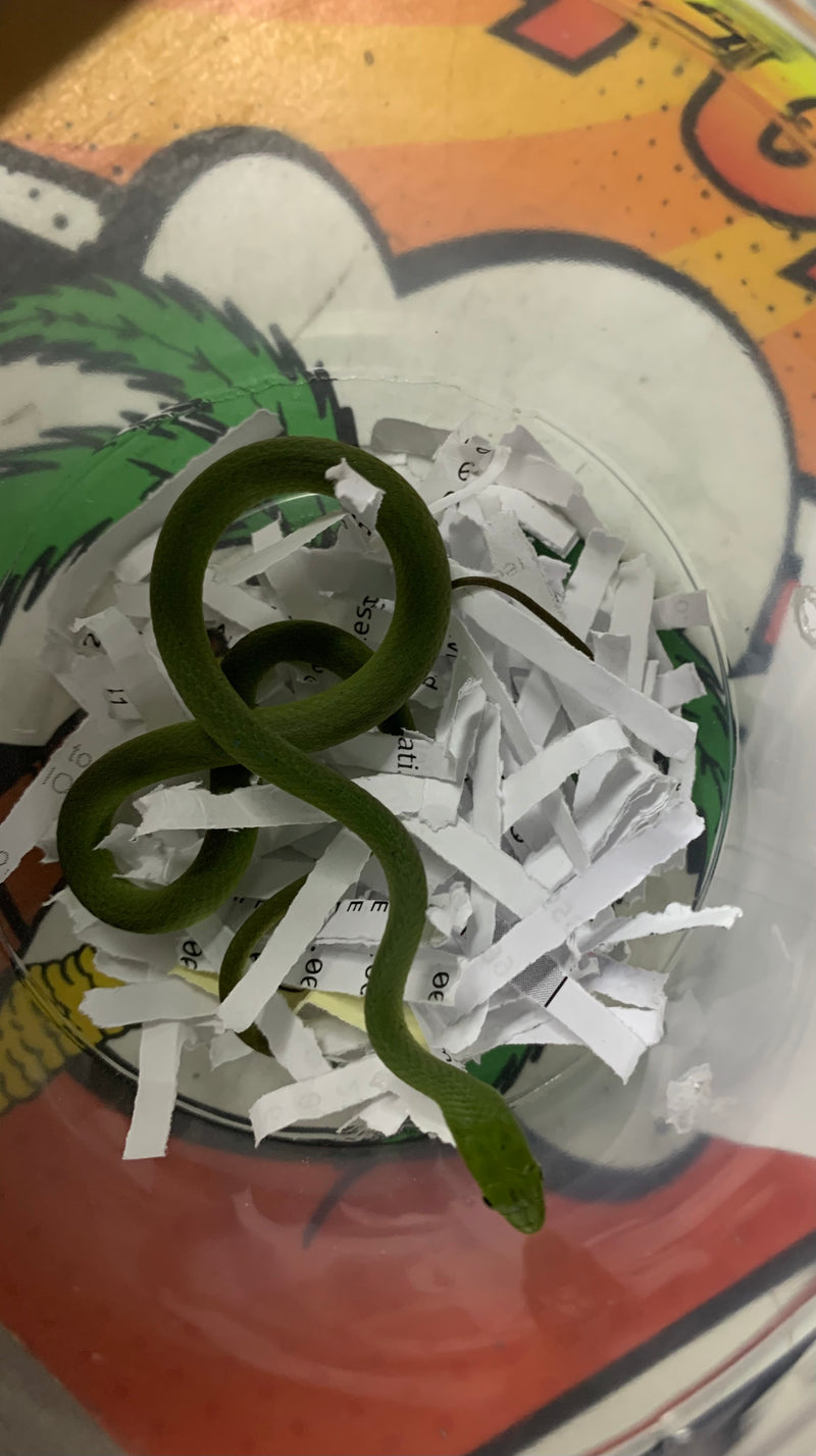 Rough green snake (Opheodrys aestivus)