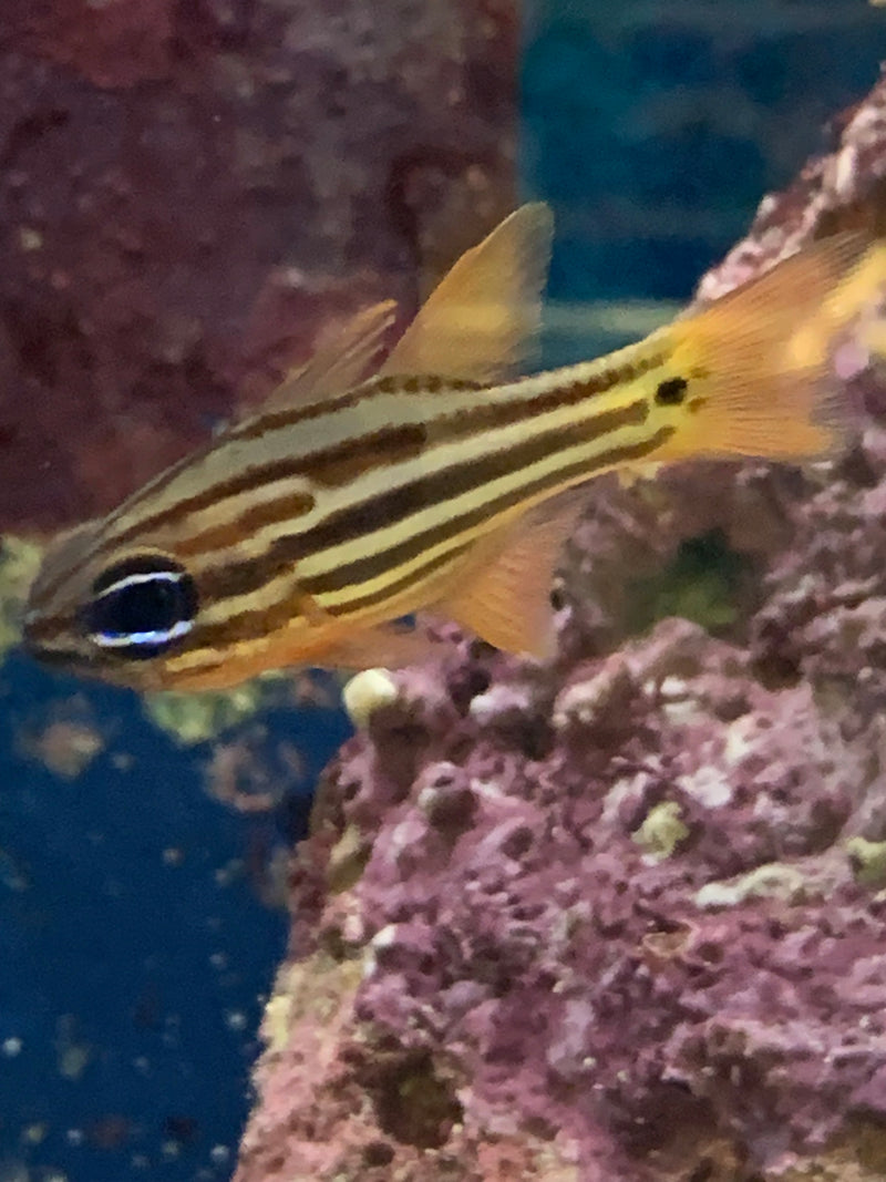 Saltwater Blue Eye Candy Cane Cardinal (Apogon compressus)