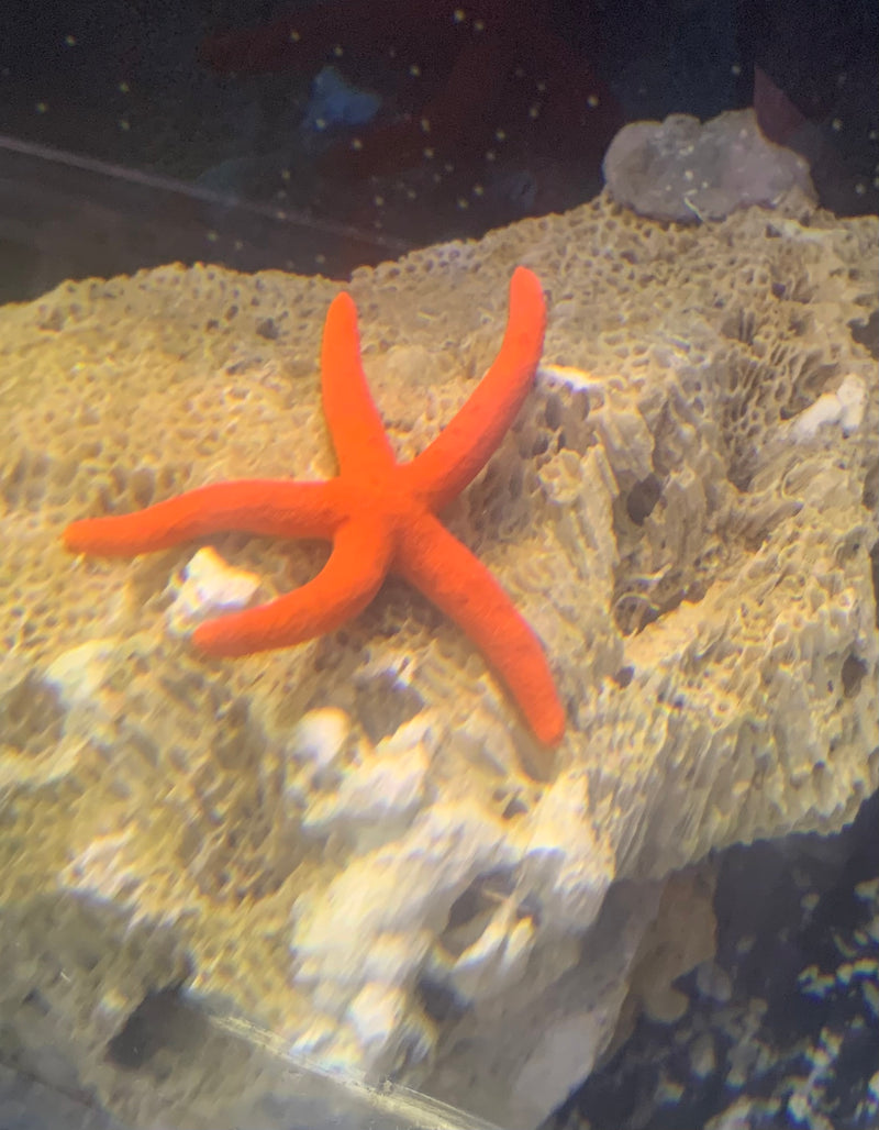 Saltwater Bright Red Starfish (Echinaster sepositus)