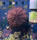 Saltwater Halloween Multi Color PinCushion Urchin (Tripneustes gratilla)