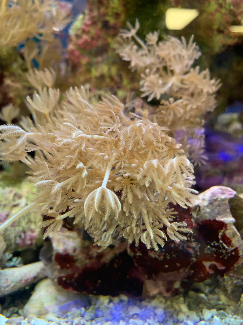 Saltwater Pulsating Xenia coral  (Xenia elongata)...15+ Polyps