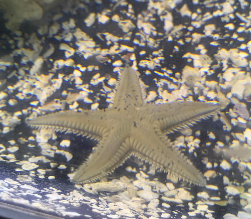 Saltwater Sand-Sifting Starfish (Astropecten polycanthus)