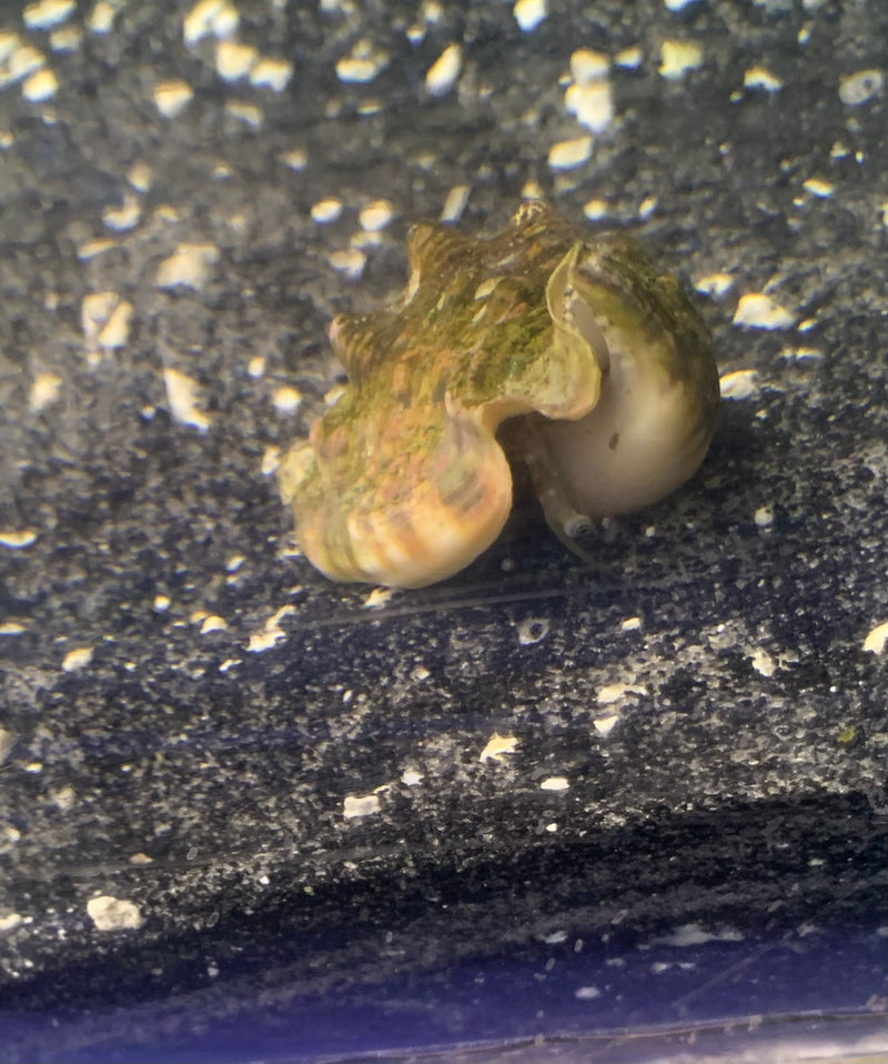 Saltwater Toothed Conch (Strombus dentatus)