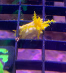 Saltwater Yellow Filter Cucumber (Colochirus robustus)..