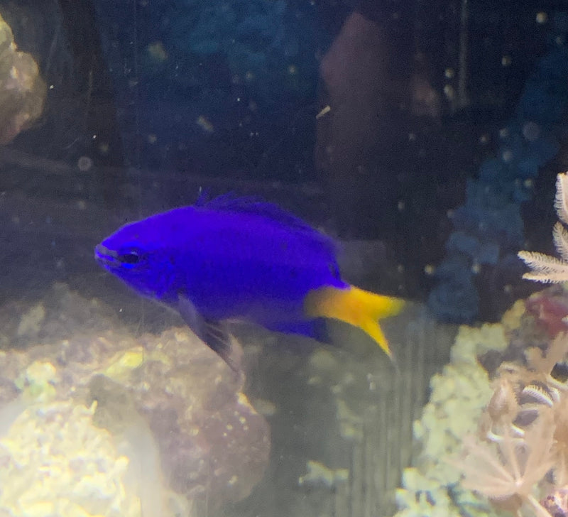 Saltwater Yellowtail Damselfish (Chrysiptera parasema)..