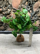 Silk Plant on Rock Mount for Terrarium or Aquarium (AA)