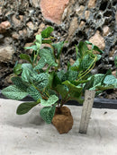 Silk Plant on Rock Mount for Terrarium or Aquarium (BB)