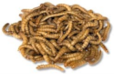 Small Meal Worms