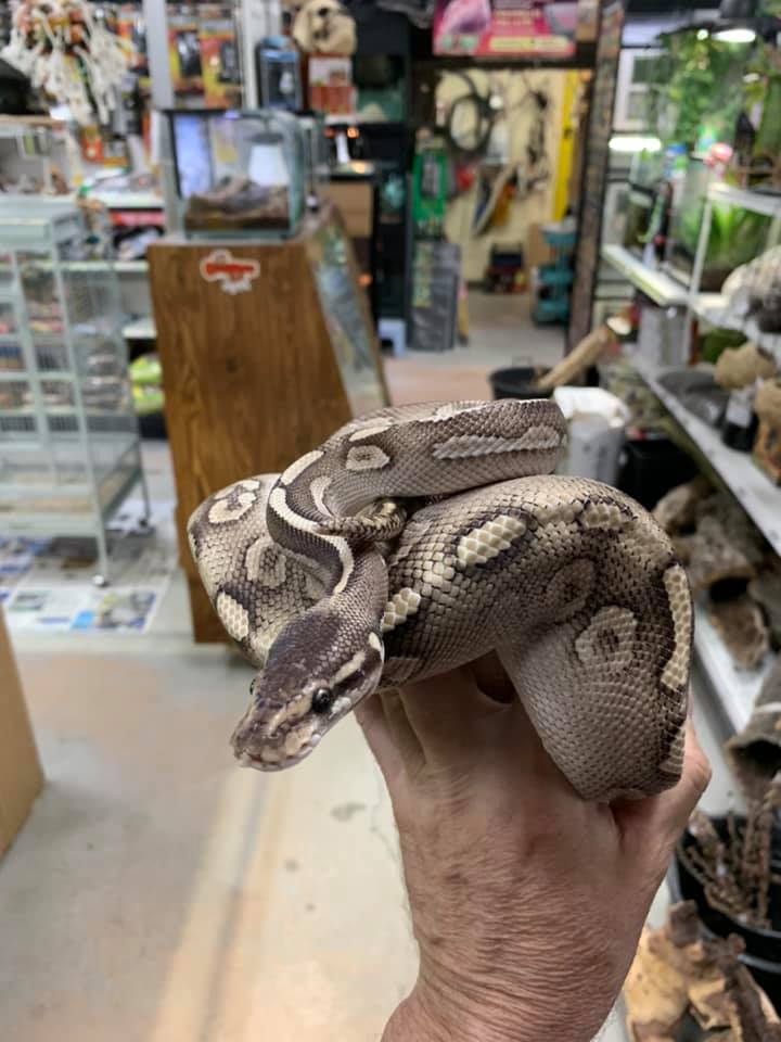 Super Phantom "Het Red Axanthic" Ball Python