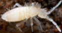 SpringTail Culture