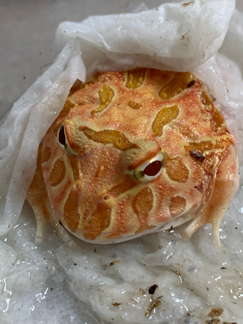 Strawberry cheap horned frog