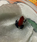 Strawberry Poison Dart Frog  (Oophaga pumilio)