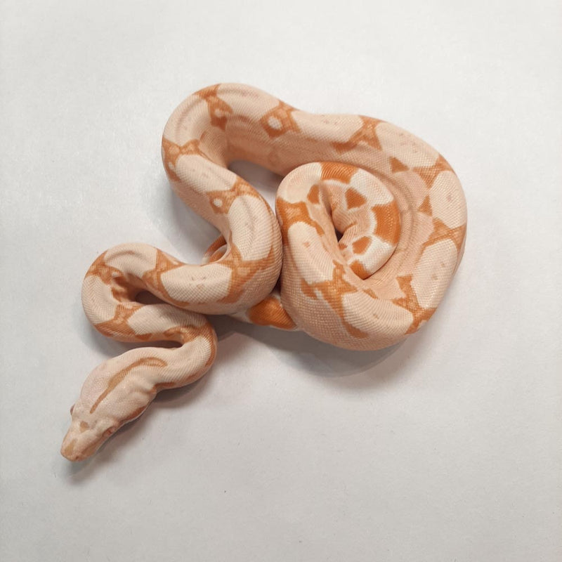 Sunglow Albino Boa