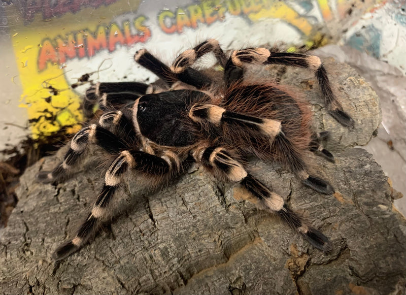 TARANTULA  ADULT “BRAZILIAN WHITE KNEE”  (Acanthoscurria geniculata) Female