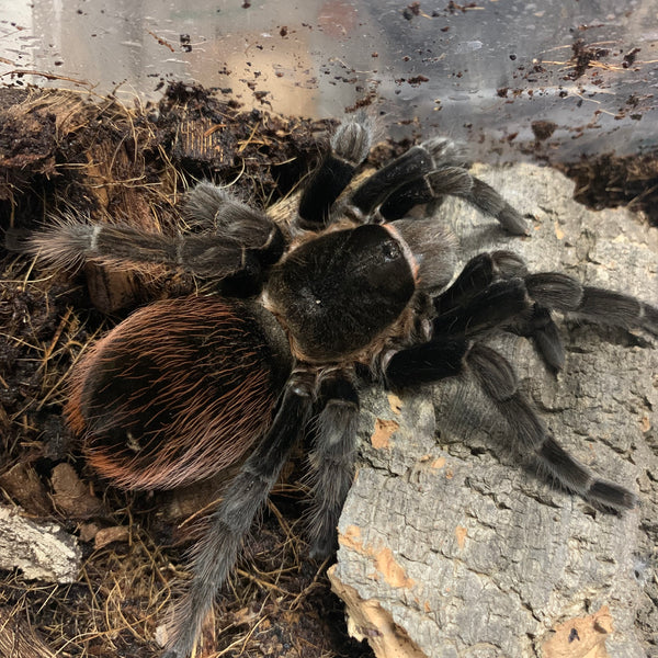 TARANTULA ADULT 