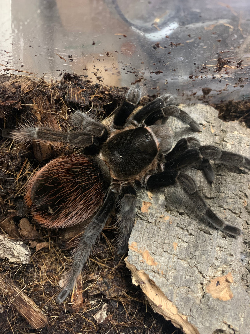 TARANTULA  ADULT "MEXICAN RED RUMP”  (Tlitocatl vagans) Female