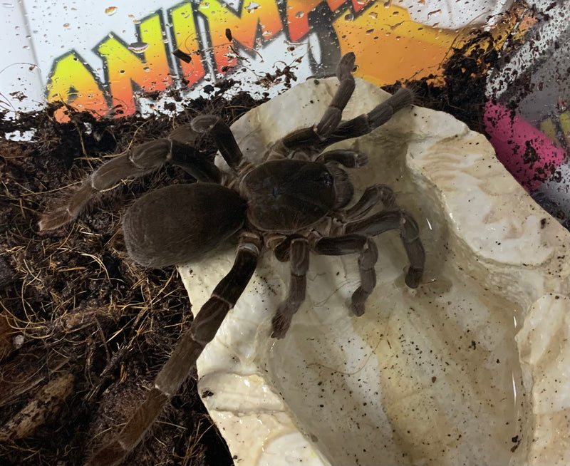 TARANTULA  "CAMEROON RED BABOON”  (Hysterocrates gigas)  5"