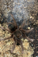 TARANTULA  "PINK FOOT GOLIATH”  (Theraphosa apophysis) 5" +