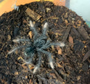 TARANTULA  "PINK FOOT GOLIATH”  (Theraphosa apophysis) 1.5"