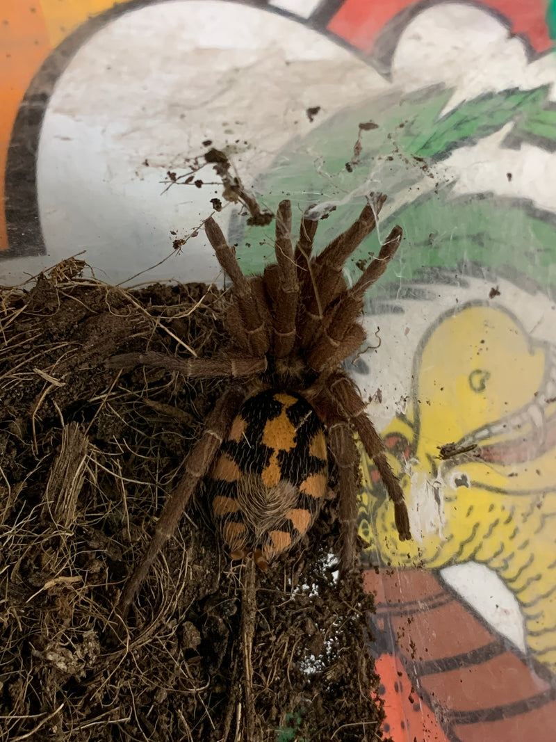 TARANTULA PUMPKIN PATCH (Hapalopus sp Colombia) includes enclosure