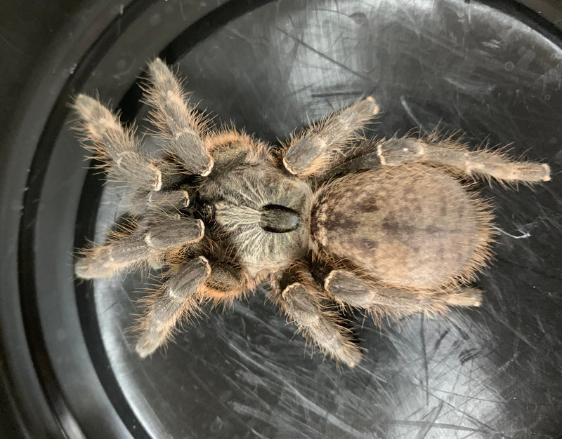 TARANTULA  “Rear Horned Baboon”  2' - 3" (Ceratogyrus darlingi)