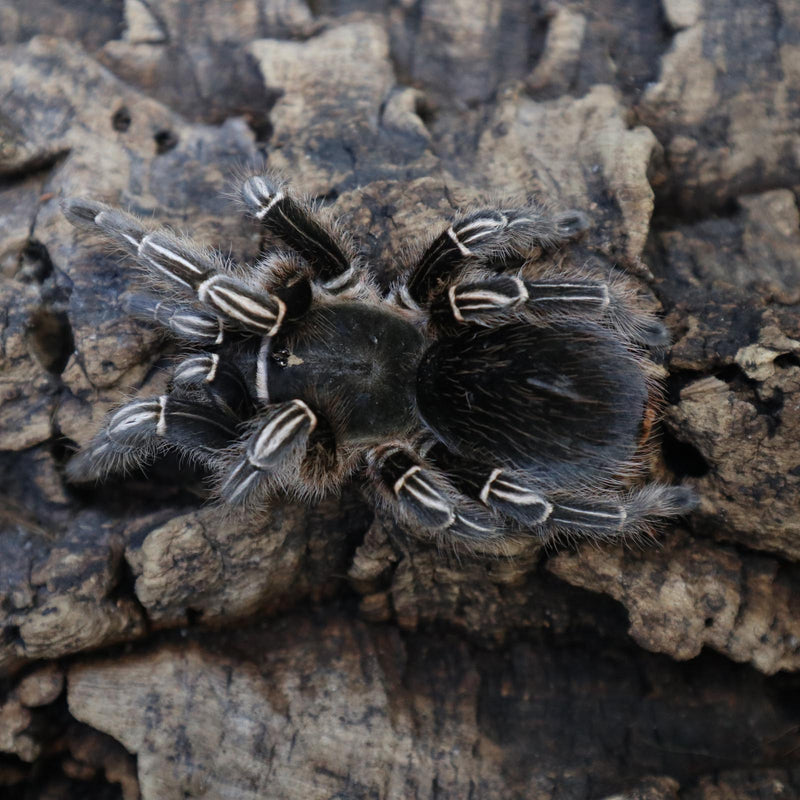 TARANTULA  “STRIPED KNEE”  (Aphonopelma seemanni)