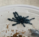 TARANTULA  1/2″ “ANTILLES PINK TOE” (Caribena versicolor)