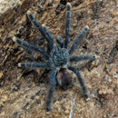 TARANTULA 3"+ “PINK TOE” (Avicularia avicularia)